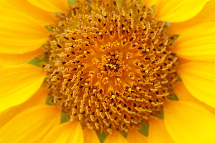 Fotobehang Beautiful buds of the sunflower