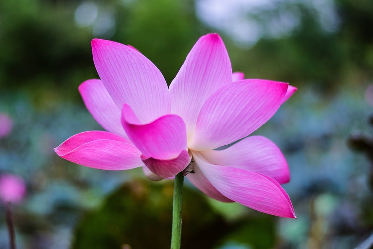 Fotobehang Beautiful lotus