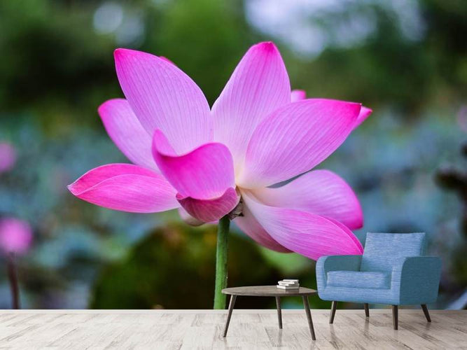 Fotobehang Prachtige lotus bloem