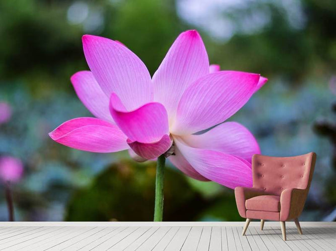 Fotobehang Prachtige lotus bloem