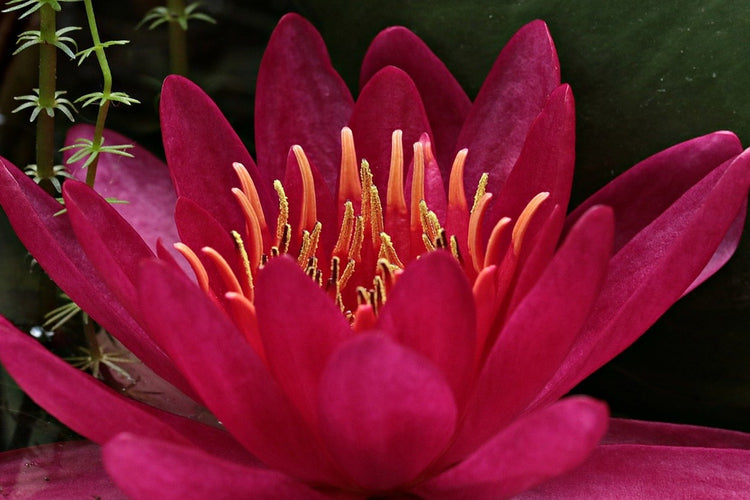 Fotobehang Wonderful water lily