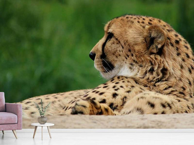 Fotobehang Cheetah