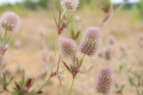 Bloemenweide