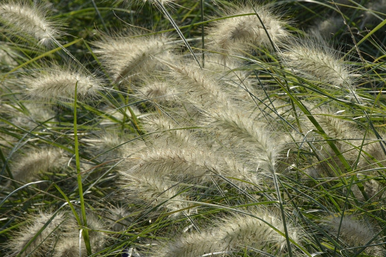 Fotobehang Ornamental grass in the wind