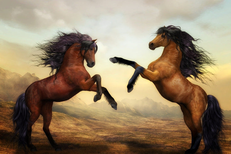Fotobehang Two wild horses